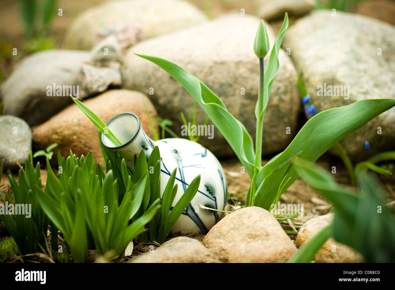 Verseuse sur sol avec systèmes de connaissances et d'herbe verte dans le jardin Banque D'Images