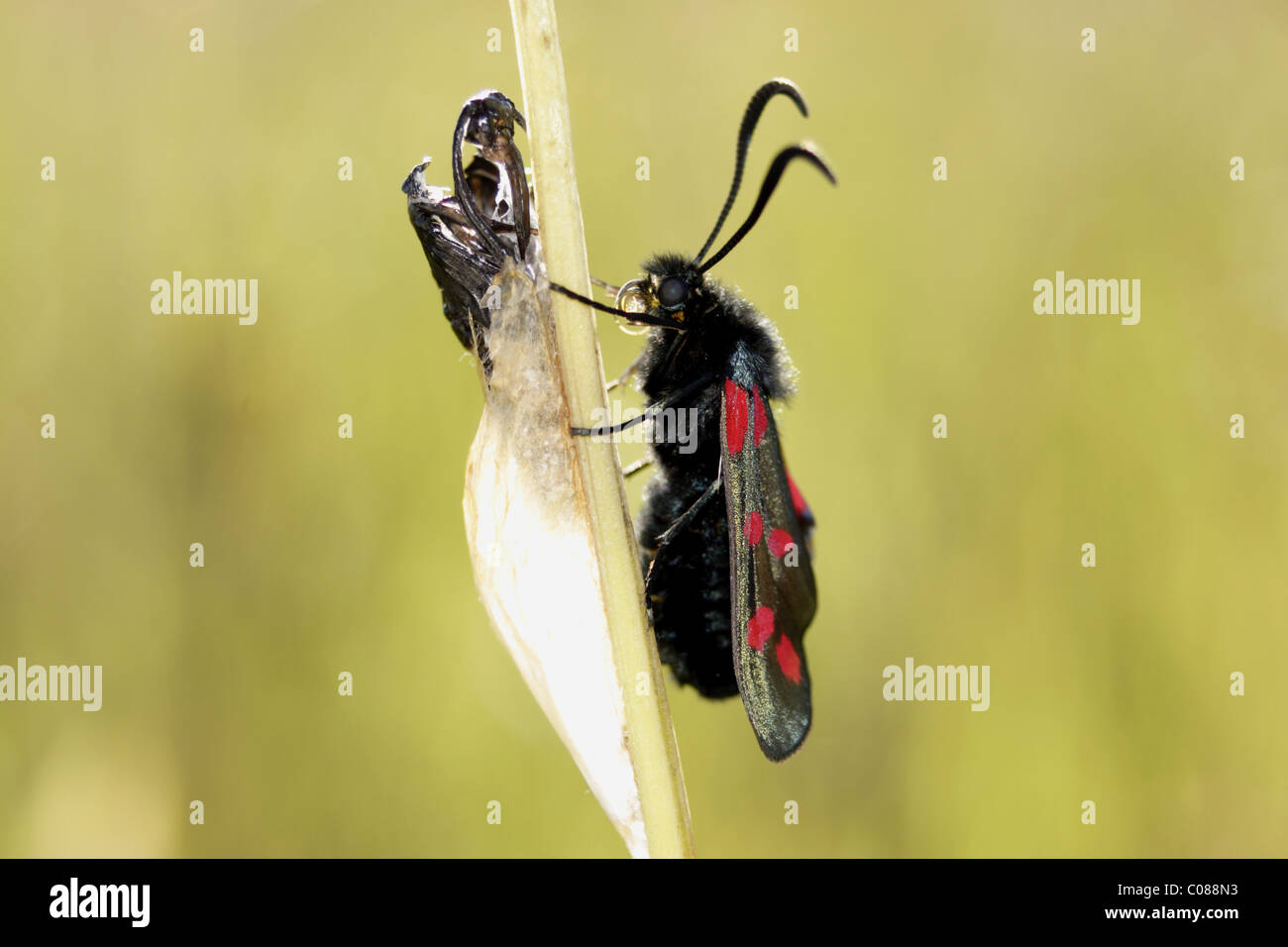 Spot 6 (Burnett, zygaena filipendulae), violin, Yorkshire, uk Banque D'Images