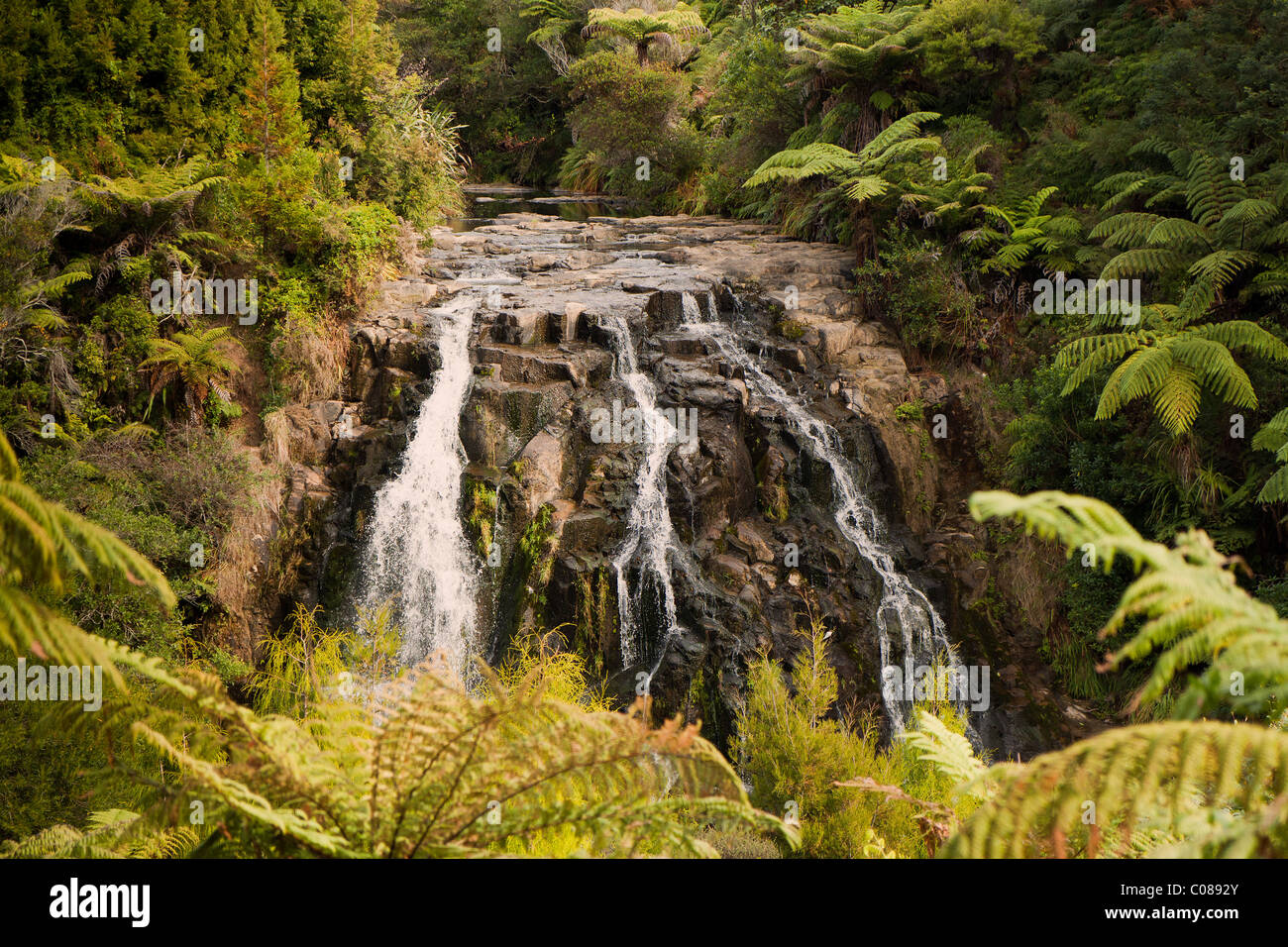 Owharoa Falls est une petite mais jolie cascade nichée dans la gorge d'Karanghake Banque D'Images