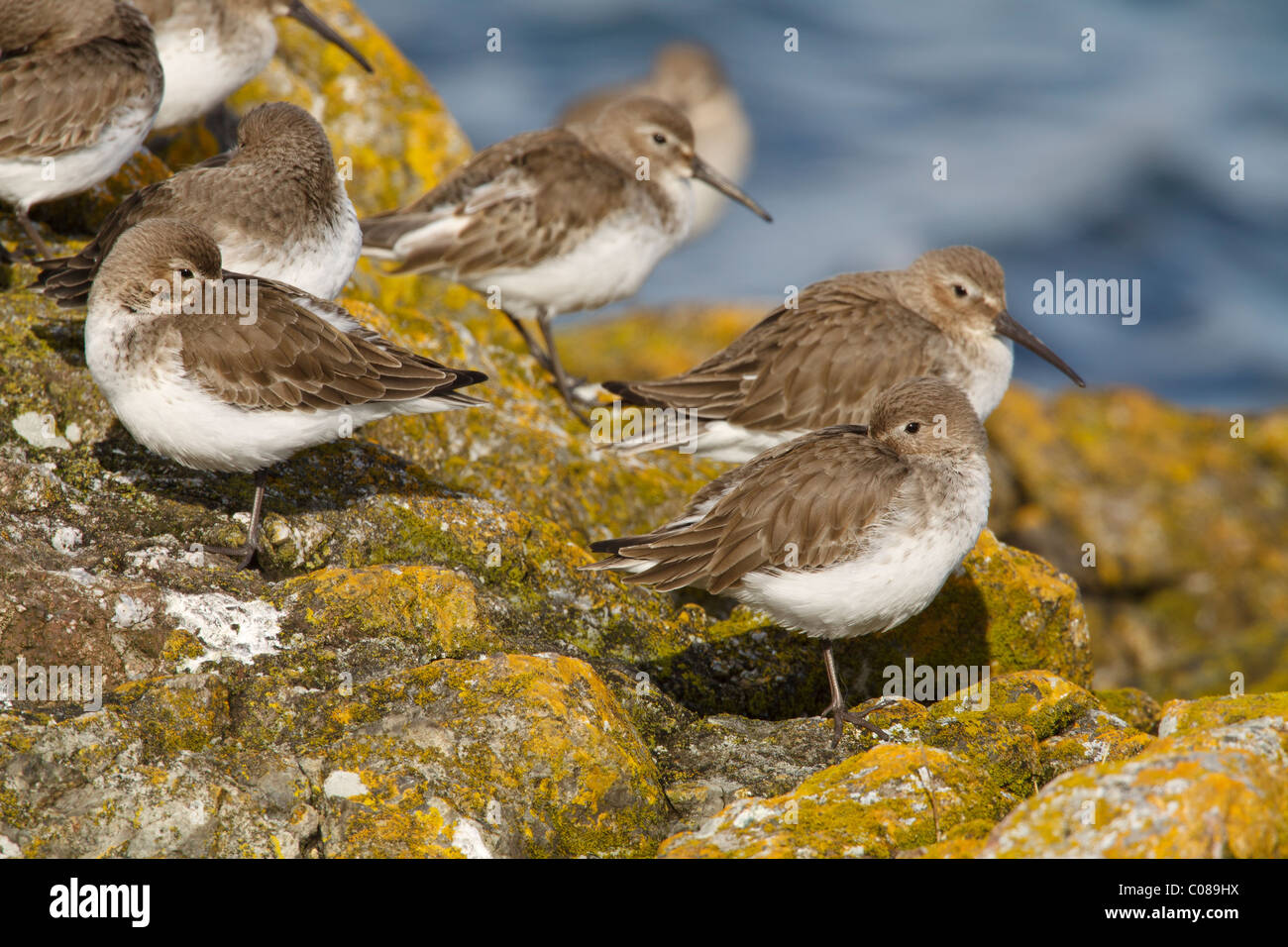 Petit troupeau de l'ouest de bécasseaux variables reposant sur des roches des rives couvertes de lichen-Victoria, Colombie-Britannique, Canada. Banque D'Images
