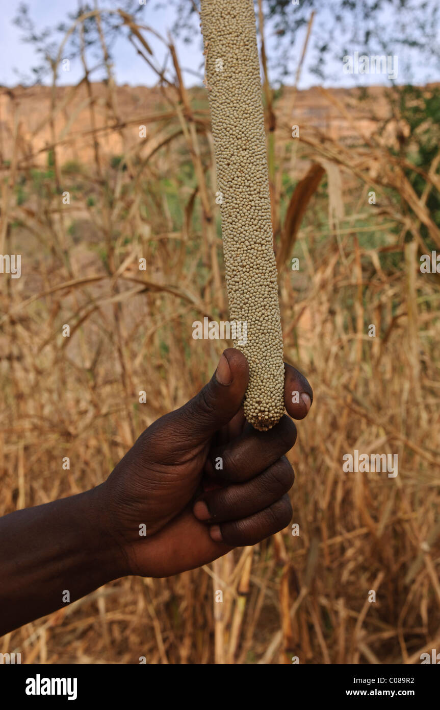 Être titulaire d'un épi de millet dans sa main. Pays Dogon, au Mali. Banque D'Images