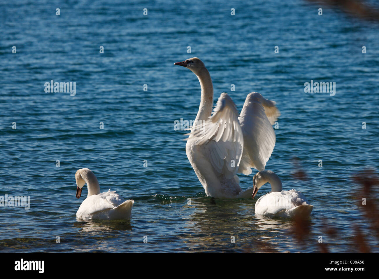 Cygnes sur la mer Banque D'Images