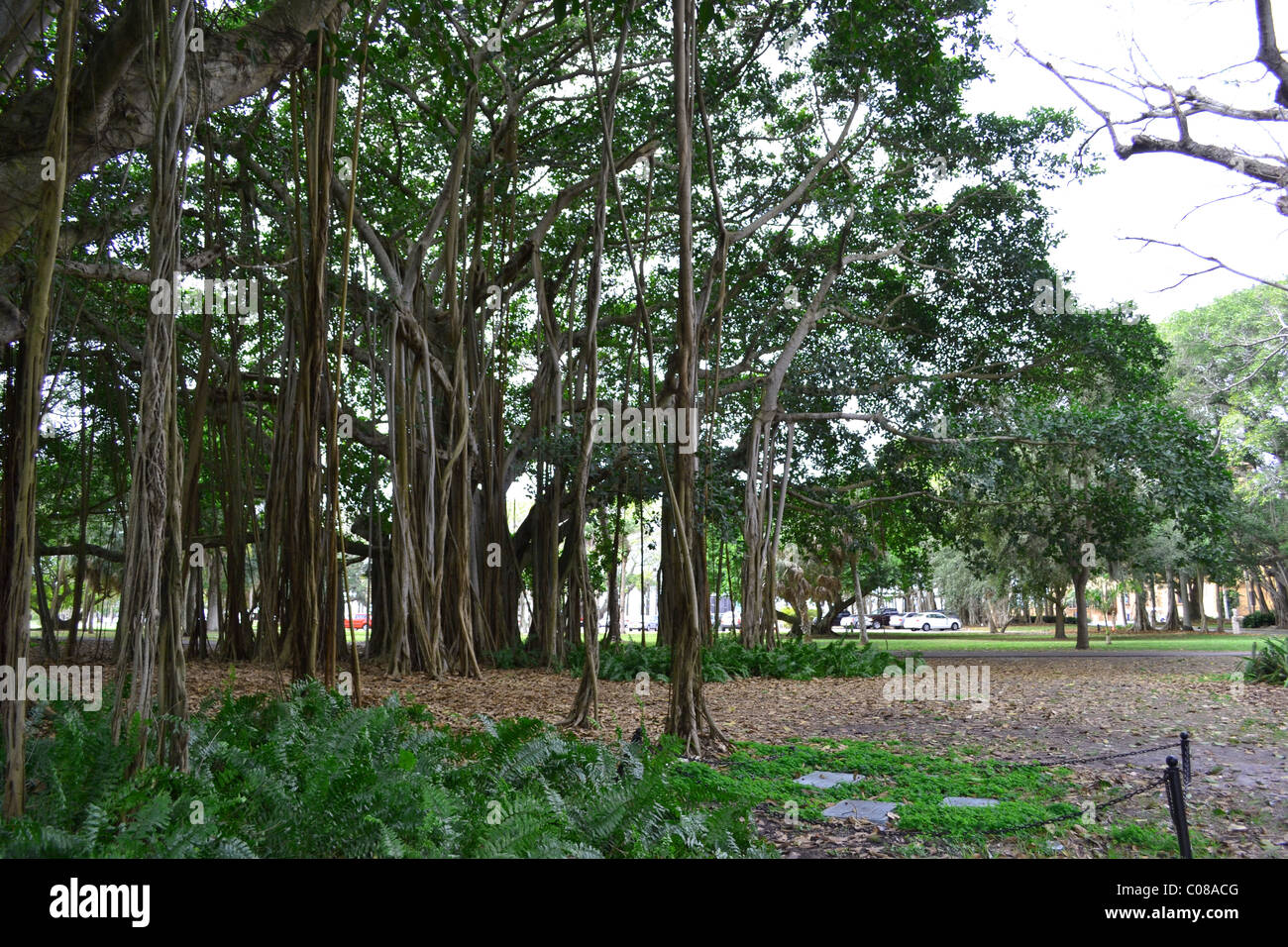 Banyan Tree en Floride - un seul arbre peut ressembler à un ensemble de la jungle ou de la forêt d'arbres Banque D'Images