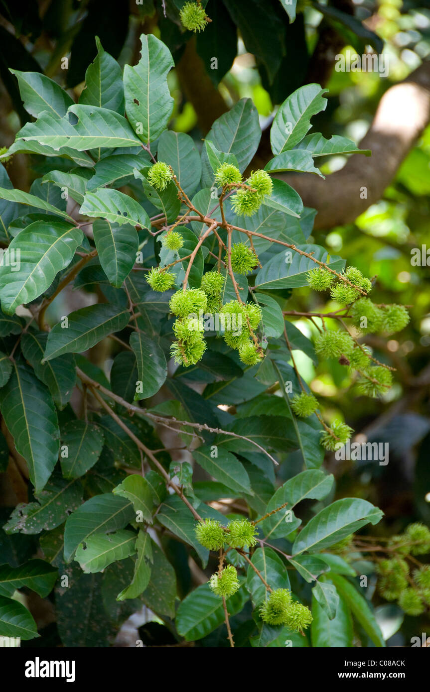 L'Inde, de l'état du Karnataka, Mangalore. Soans ferme, rombutan non mûr (Nephelium lappaceum) arbre fruitier aka lechee poilue. Banque D'Images