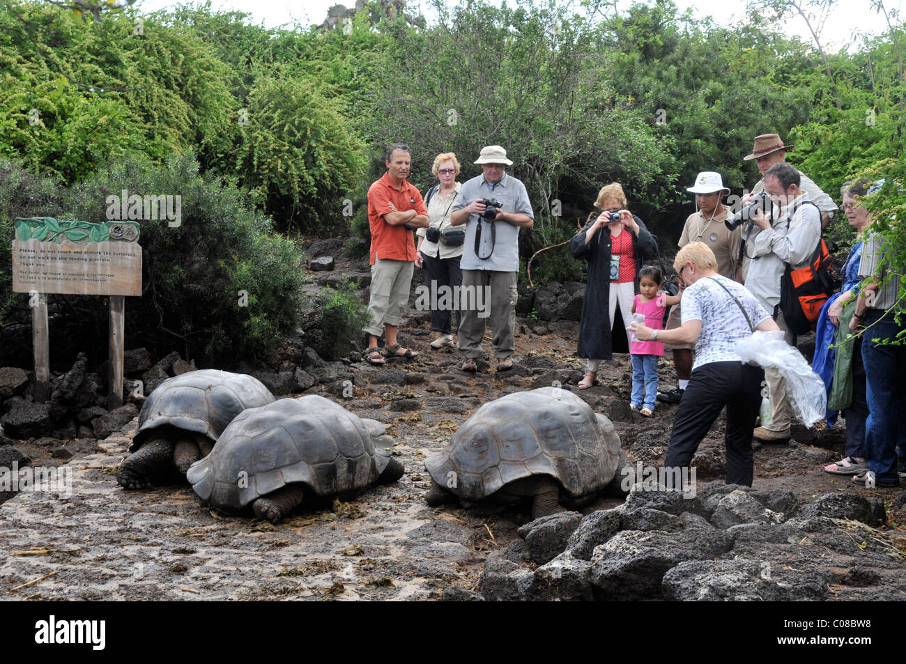 Les touristes et les tortues terrestres Darwin fundation l'île de Santa Cruz Puerto Ayora îles Galapagos Équateur Banque D'Images