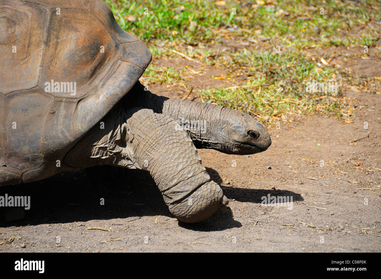 Des tortues géantes d'Aldabra (geochelone gigantea, tortoiseat géant) à la terre de couleur, Chamarel, Rivère-Noire, l'île Maurice. Banque D'Images