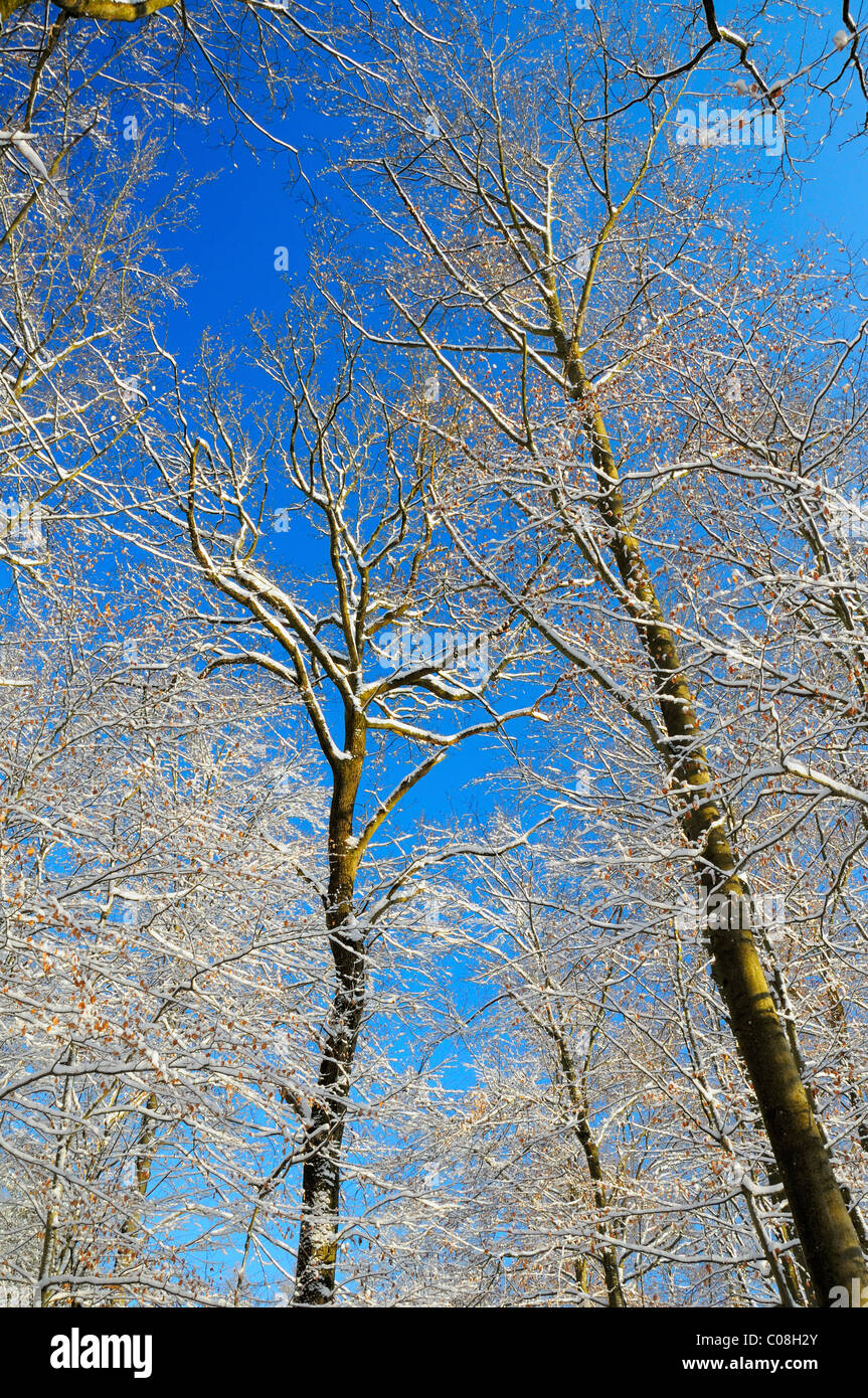 Beauté d'hiver. Neige fraîche couvre la forêt à Rheinfelden, Argovie, Suisse. Banque D'Images