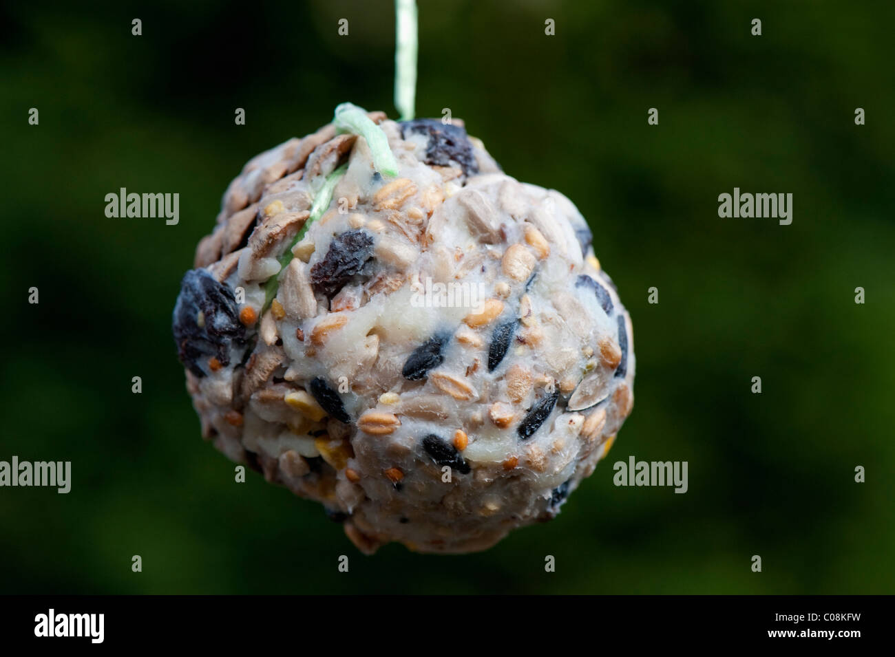 La nourriture pour oiseaux maison boule de graisse suspendue à un arbre. Banque D'Images