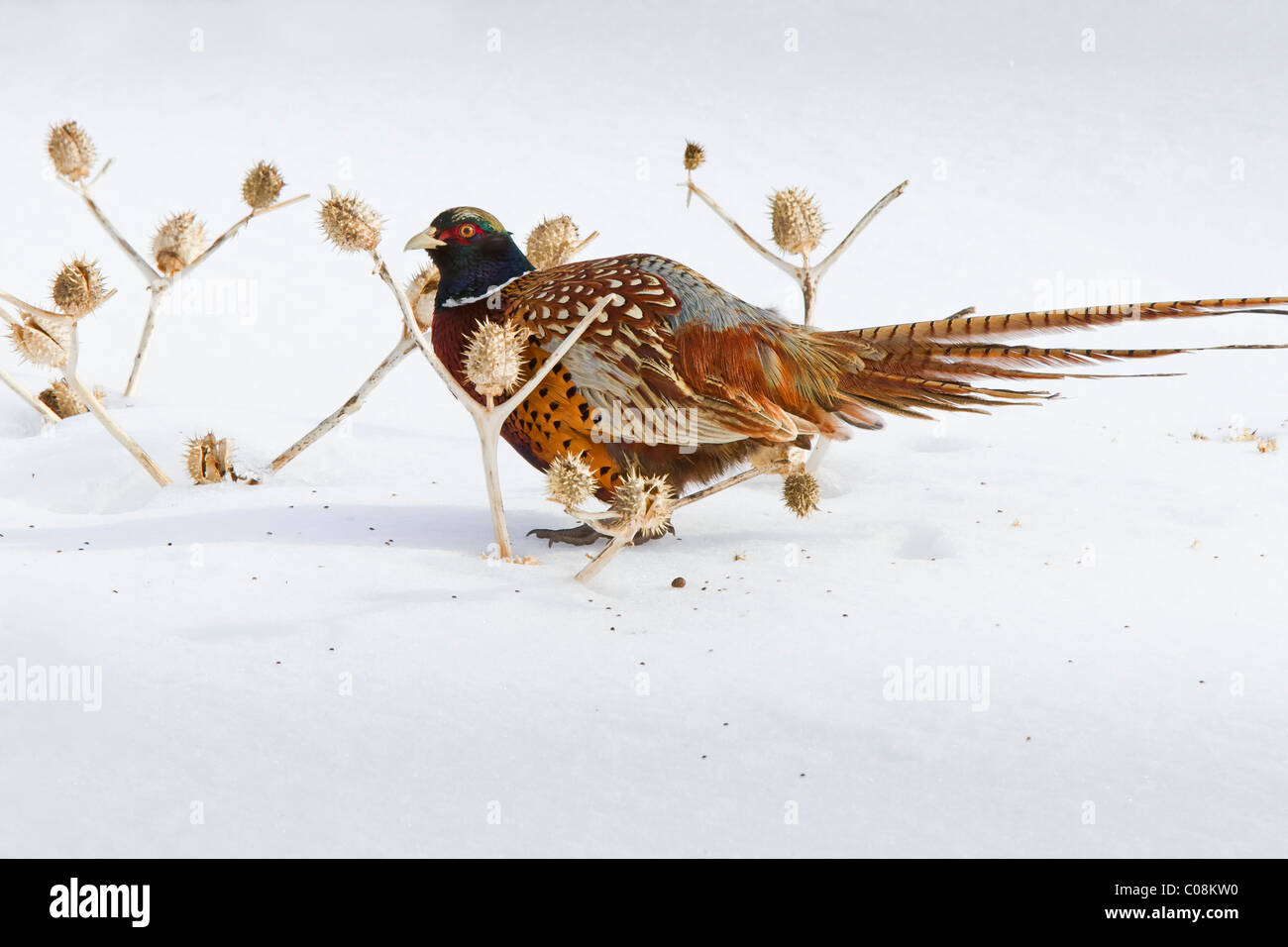 Le faisan Banque D'Images