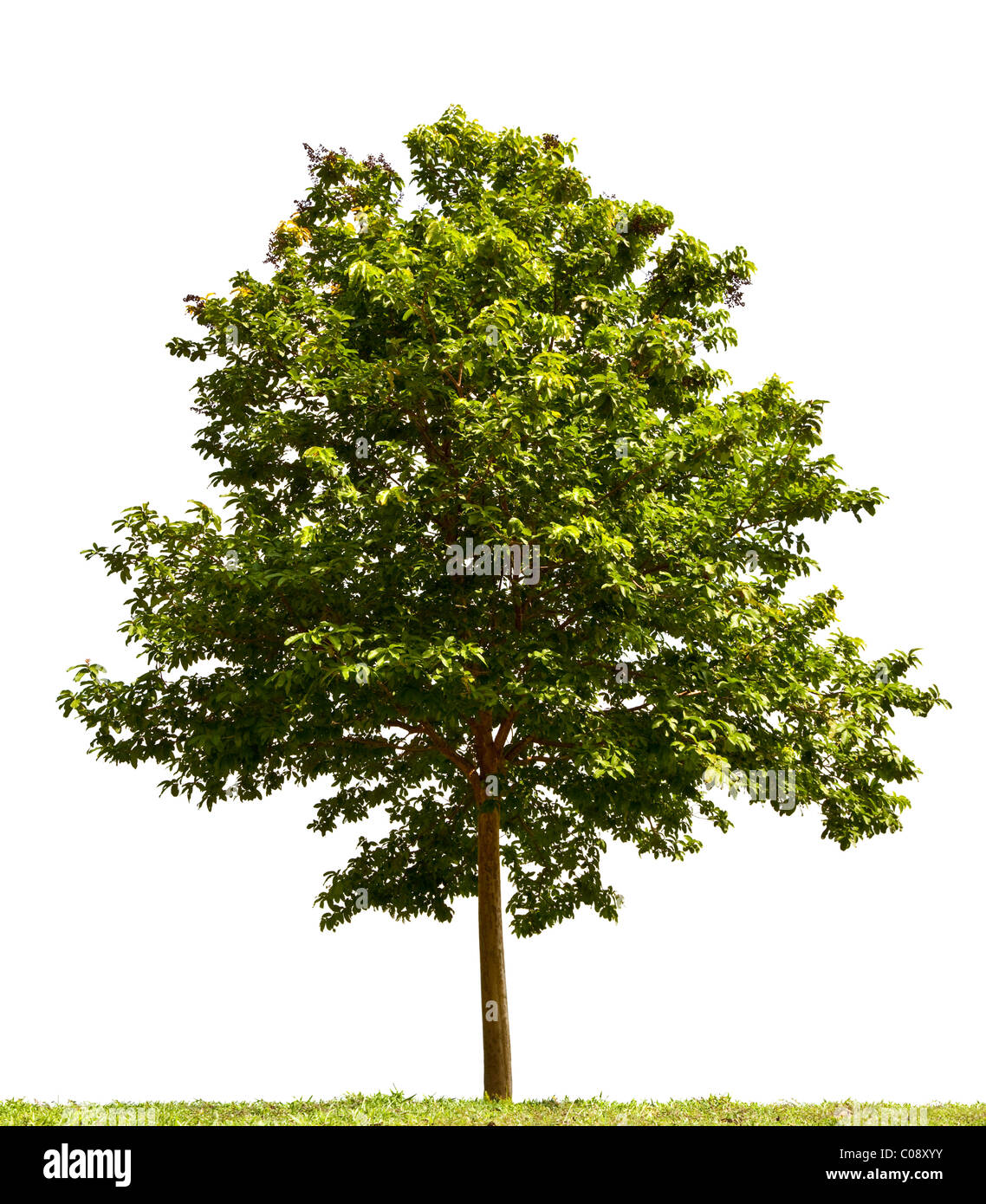 Petit arbre isolé sur fond blanc Banque D'Images
