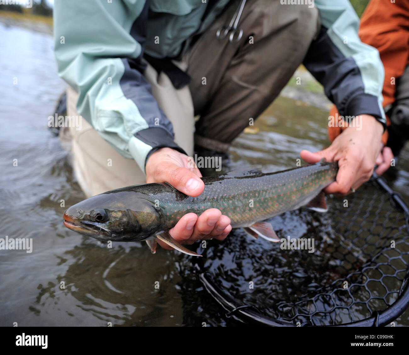 L'homme et de la femme à genoux dans l'eau pour montrer un Dolly Varden pris dans Deep Creek, péninsule de Kenai, Southcentral Alaska Banque D'Images