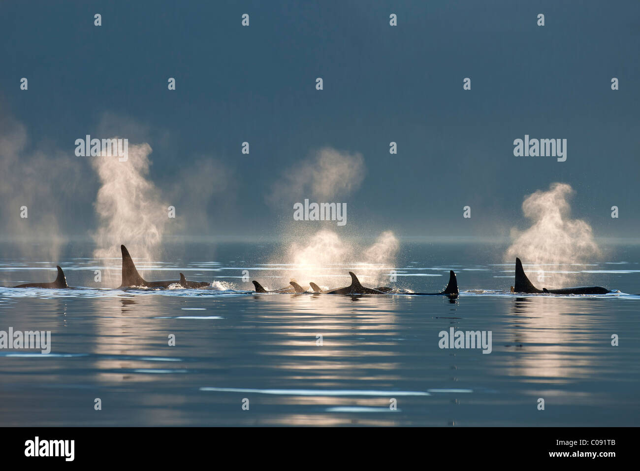 Un groupe d'épaulards en surface les eaux calmes du Canal Lynn, le passage de l'intérieur, le sud-est de l'Alaska, l'été. Composite Banque D'Images