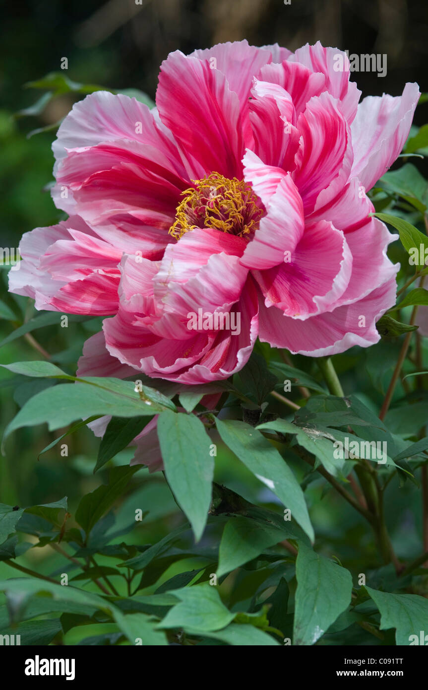 La pivoine (Paeonia suffruticosa arbre 'Shima-nishiki') Banque D'Images