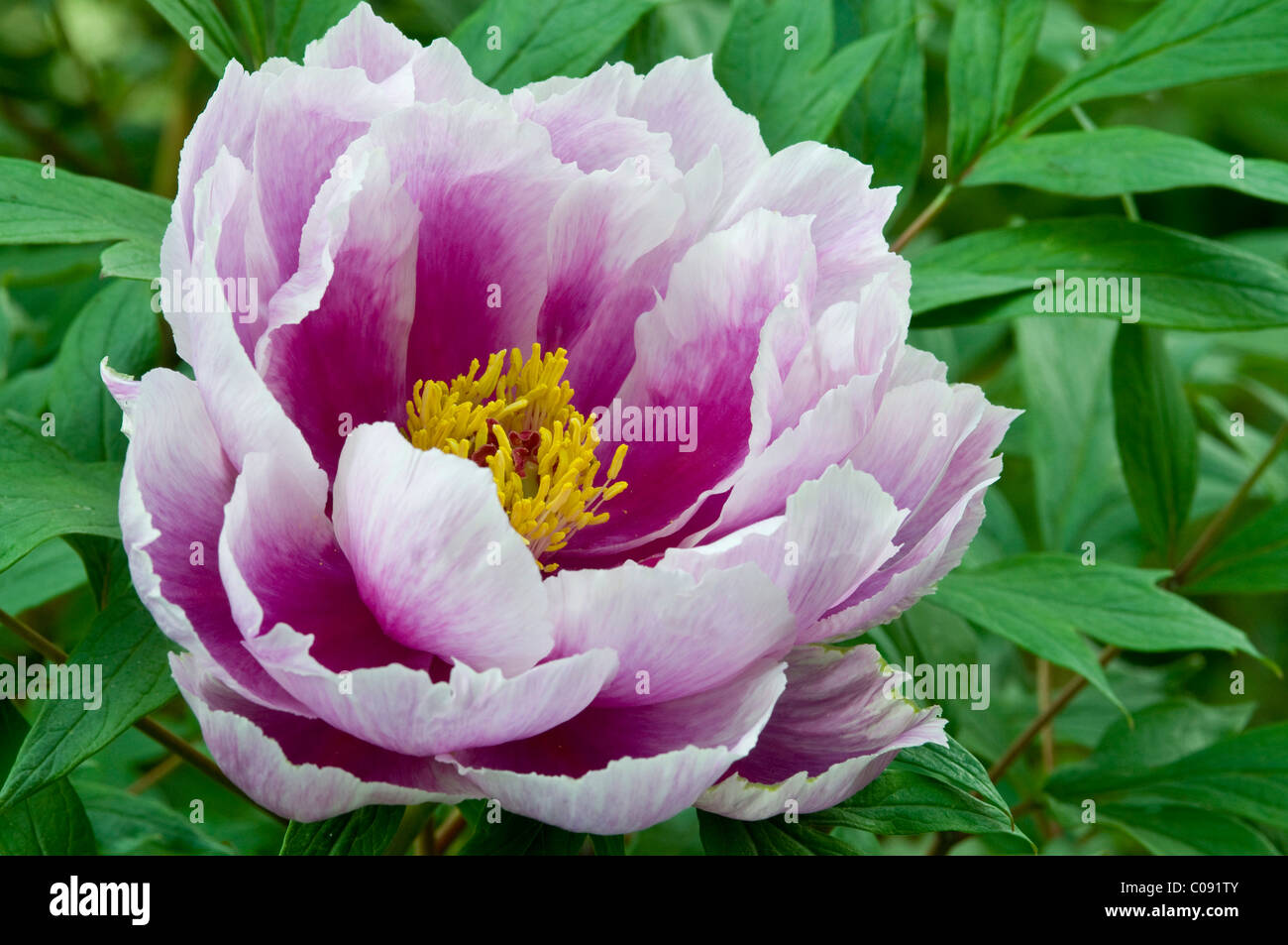 La pivoine (Paeonia suffruticosa arbre) Banque D'Images