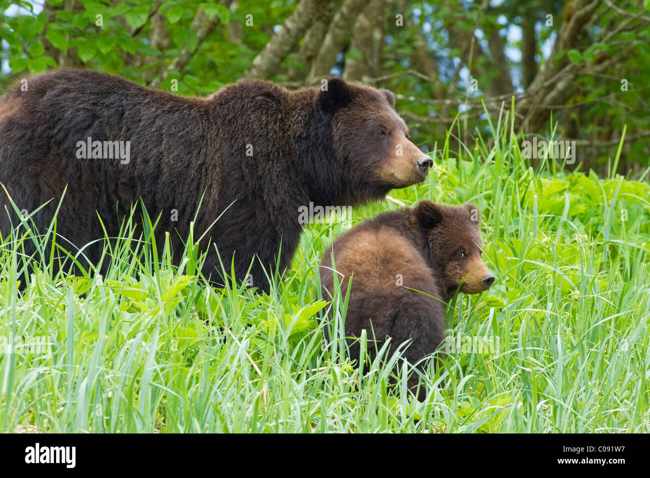 Ours Brun Femelle Avec Un Ourson Banque D image Et Photos Alamy