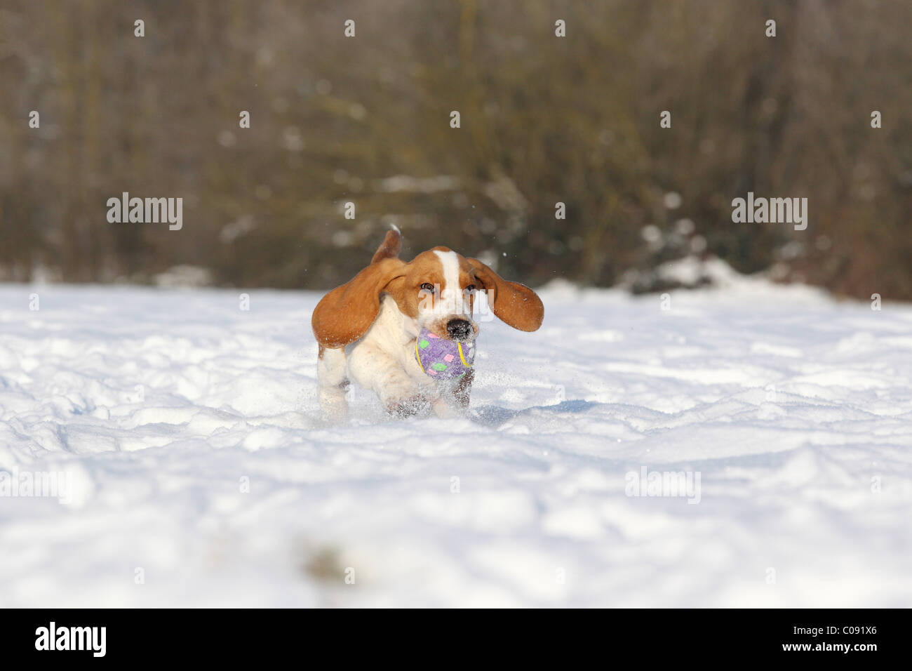 Chiot Basset Hound Banque D'Images