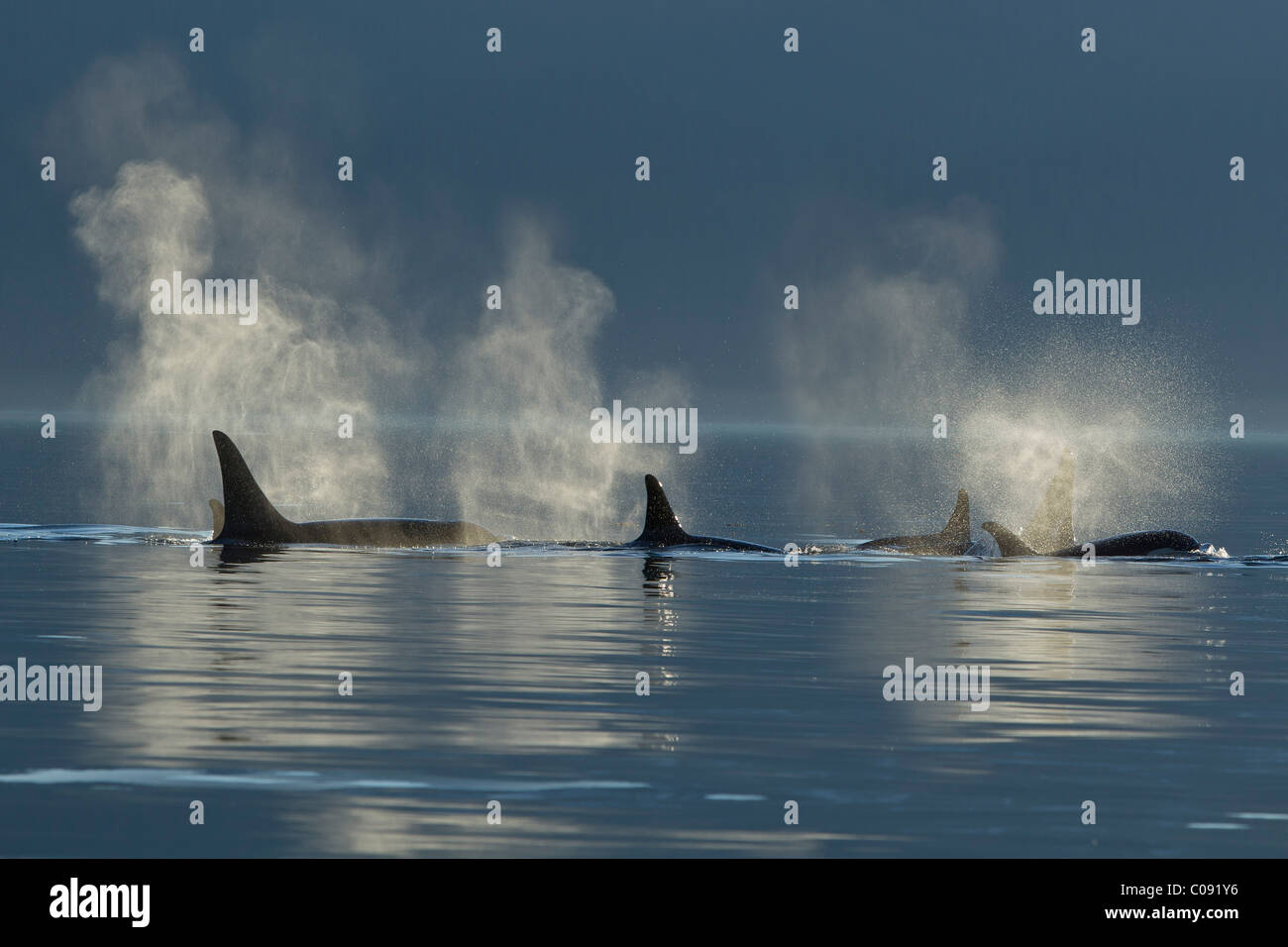 Un groupe d'épaulards en surface les eaux calmes du Canal Lynn, le passage de l'intérieur, le sud-est de l'Alaska, l'été. Composite Banque D'Images