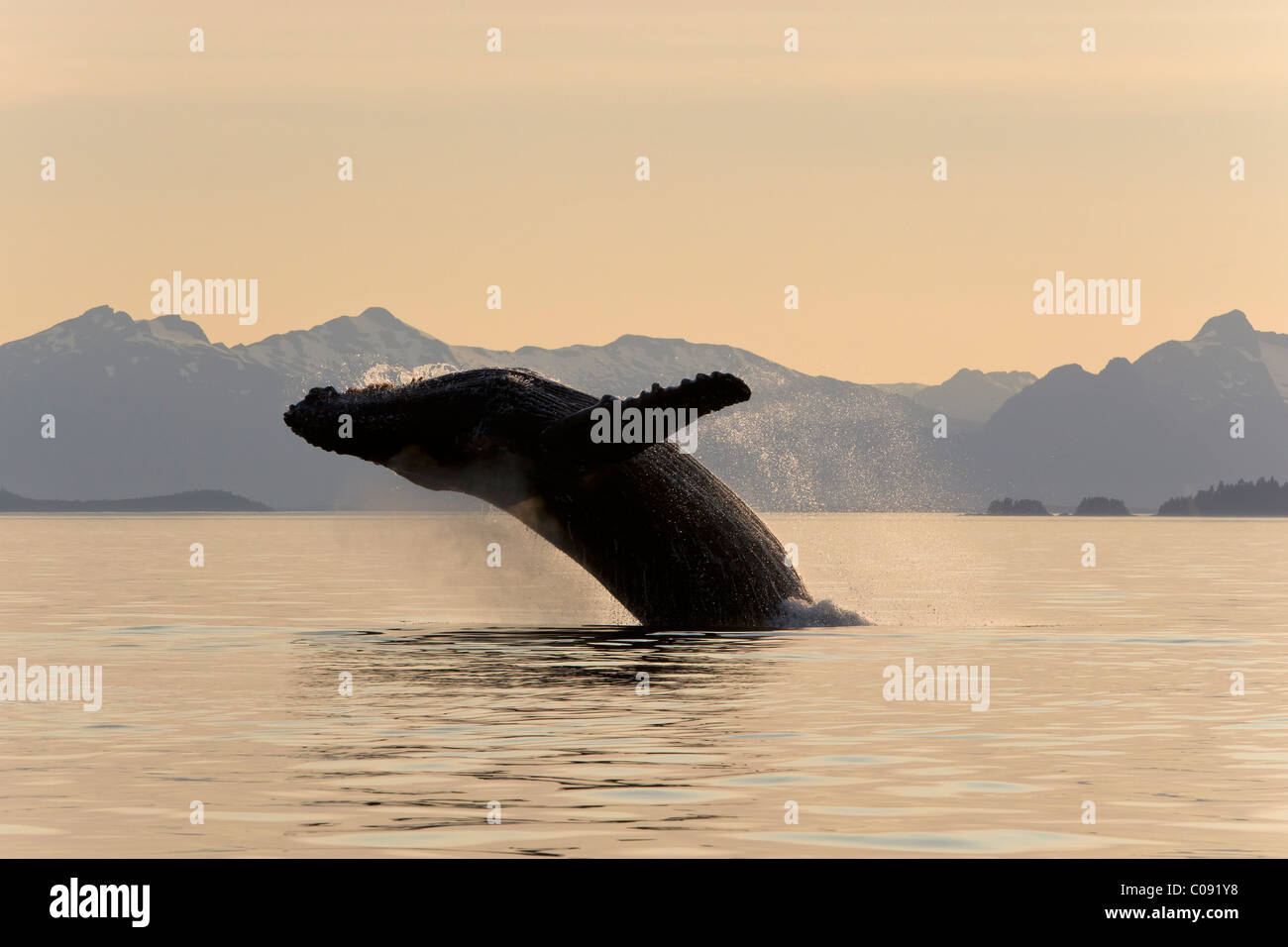 Une baleine à bosse de manquements à l'eau calme de Frederick Sound au coucher du soleil, le passage de l'Intérieur, de l'Alaska Banque D'Images