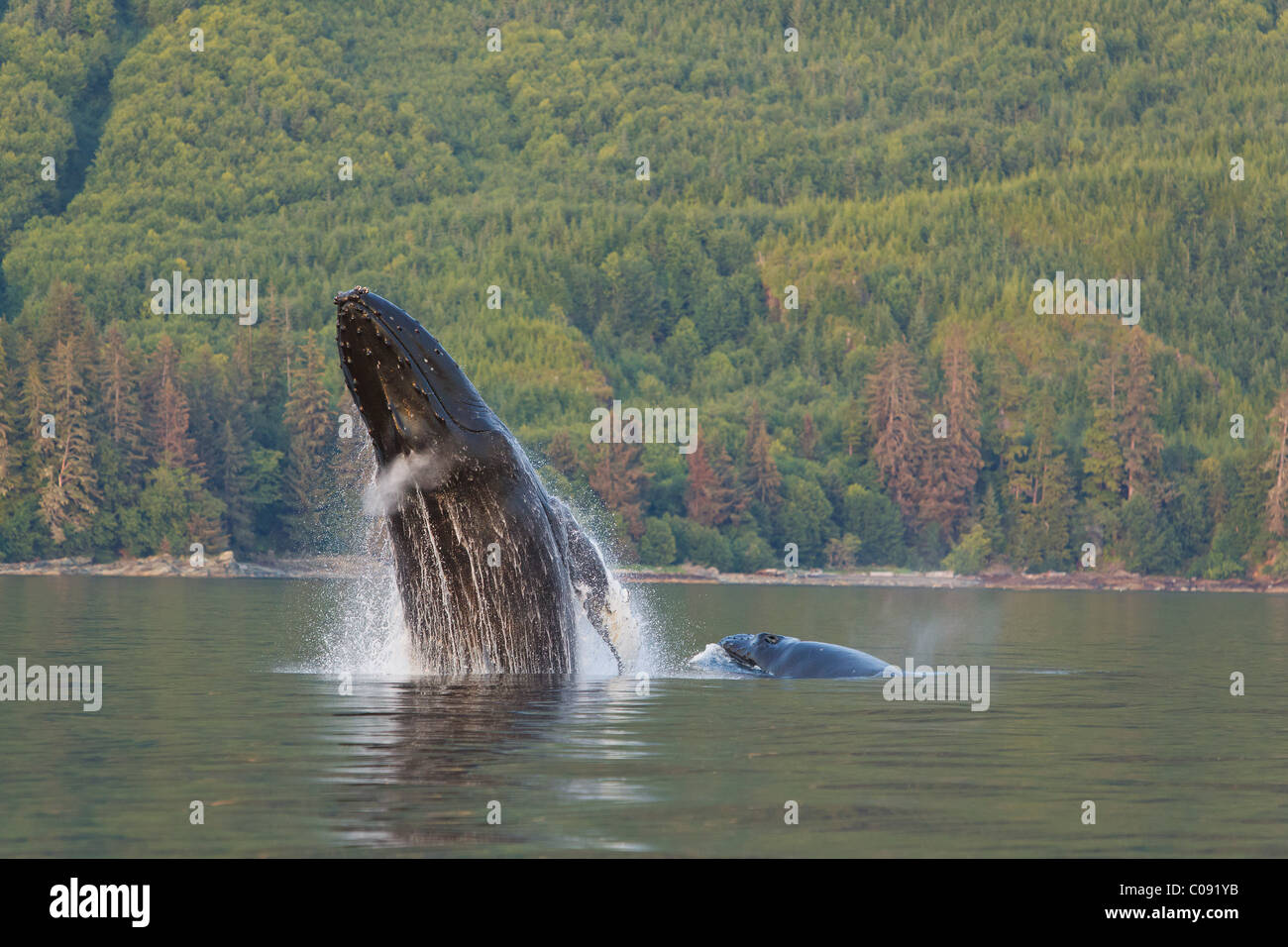 Une baleine à bosse et son baleineau violations les eaux calmes de Frederick Sound, le passage de l'Intérieur, de l'Alaska Banque D'Images