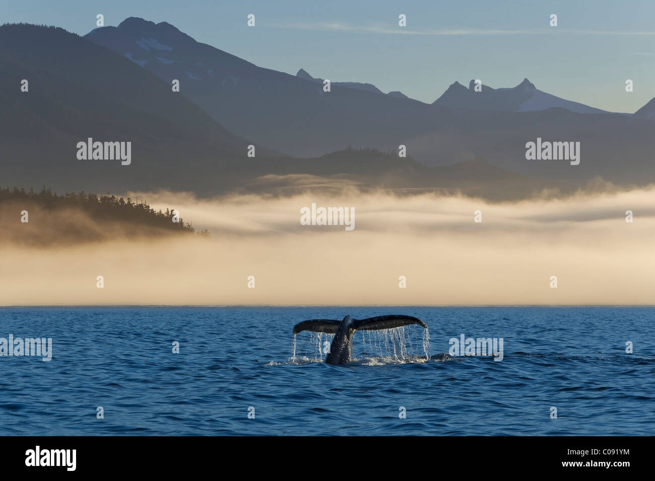 Queue de baleine à bosse visible dans d'un brouillard enveloppé de la rive en Frederick Sound, le passage de l'intérieur, chaîne côtière, l'Alaska. Composite Banque D'Images