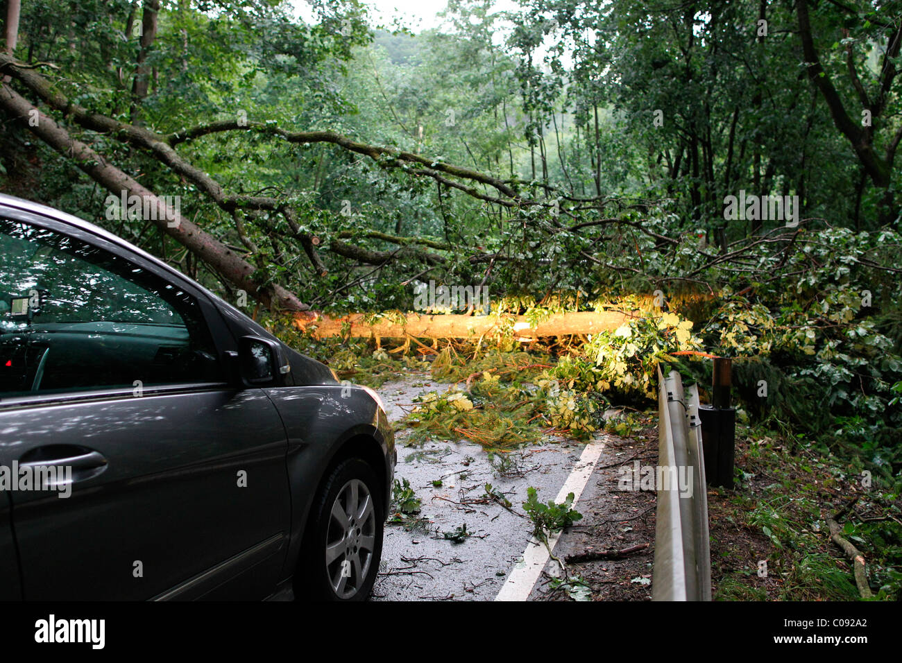 Les arbres tombés après une tempête à Vallendar, Rhénanie-Palatinat, Allemagne, Europe Banque D'Images