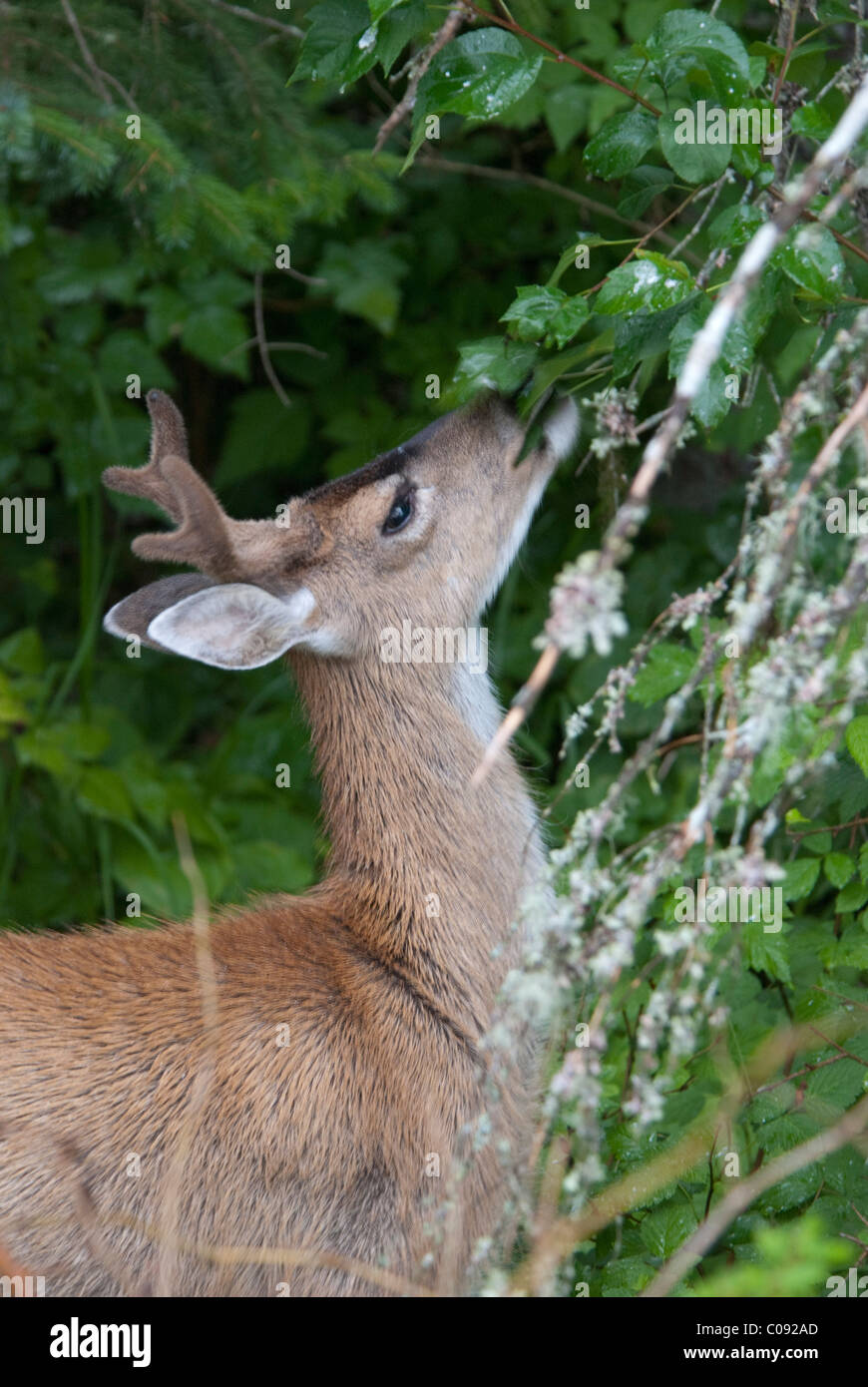 Vue rapprochée d'un noir de Sitka Cerf de Virginie (Odocoileus hemionus sitkensis) grignoter les feuilles près de Sitka, Alaska du Sud-Est Banque D'Images