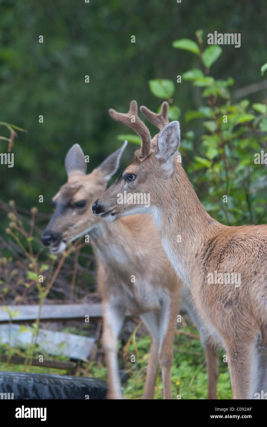 Paire d'Black-Tailed Sitka de Virginie (Odocoileus hemionus sitkensis) près de Sitka en Alaska du Sud-Est, l'été Banque D'Images