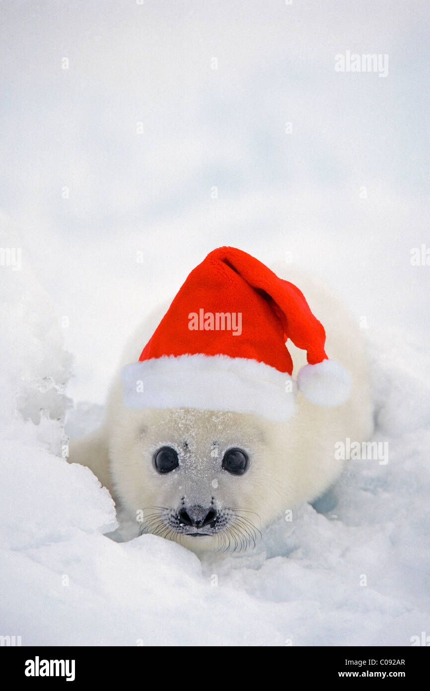 Vue rapprochée d'un Phoque du Groenland Phoque wearing a Santa hat sur les îles de la Madeleine, Québec, Canada, COMPOSITE Banque D'Images
