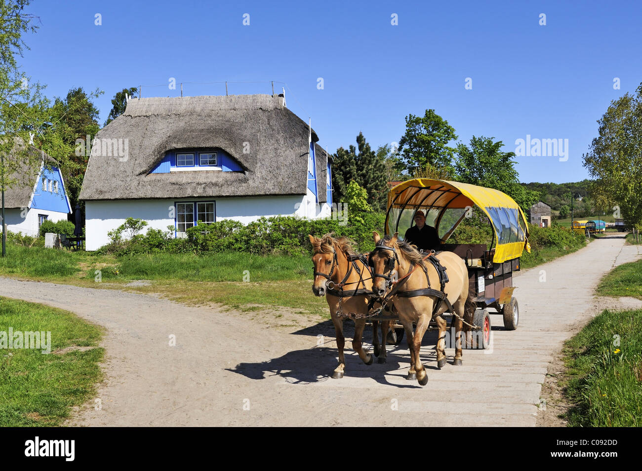 Calèche, les transports publics sur l'île sans voiture, l'île de Hiddensee, district de Ruegen Banque D'Images