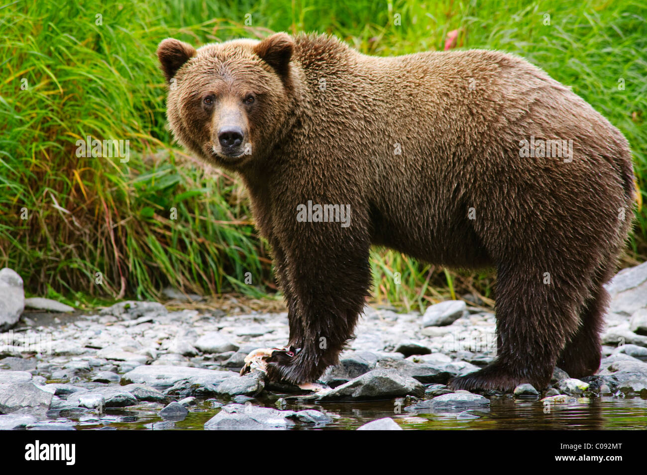 Vue rapprochée d'un adulte Ours brun la pêche du saumon dans le fleuve russe, péninsule de Kenai, Southcentral Alaska, l'été Banque D'Images