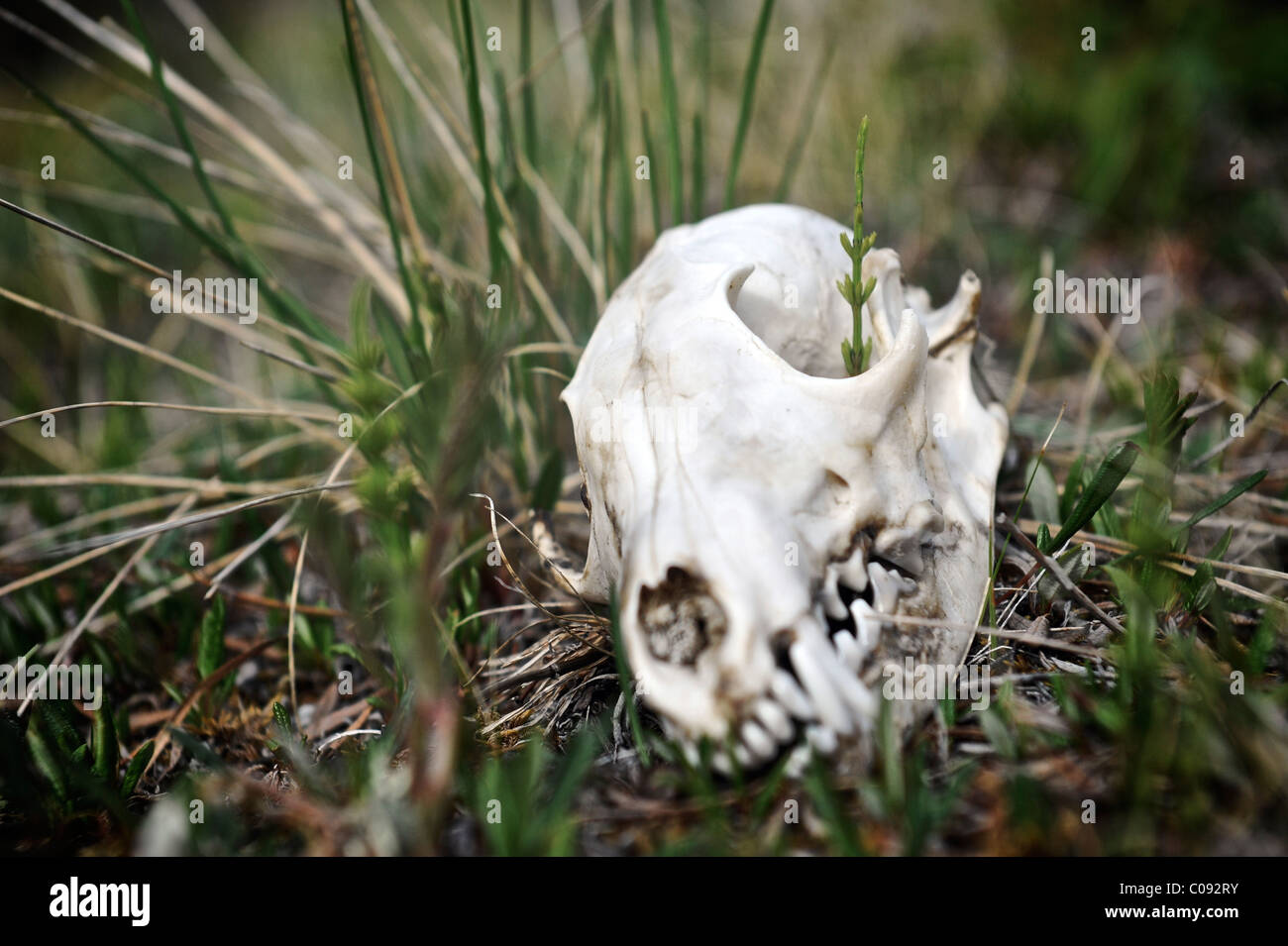 Près d'un crâne de loup le long du ruisseau Katak, Brooks, RFNA, Arctic Alaska, l'été Banque D'Images
