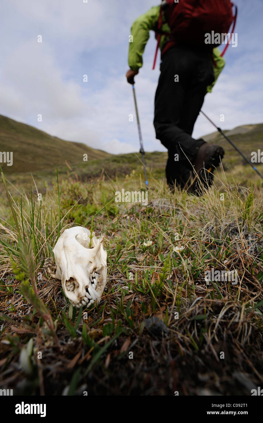 Randonneur sur la toundra horizons par un crâne de loup le long du ruisseau Katak, Brooks, RFNA, Arctic Alaska, l'été Banque D'Images