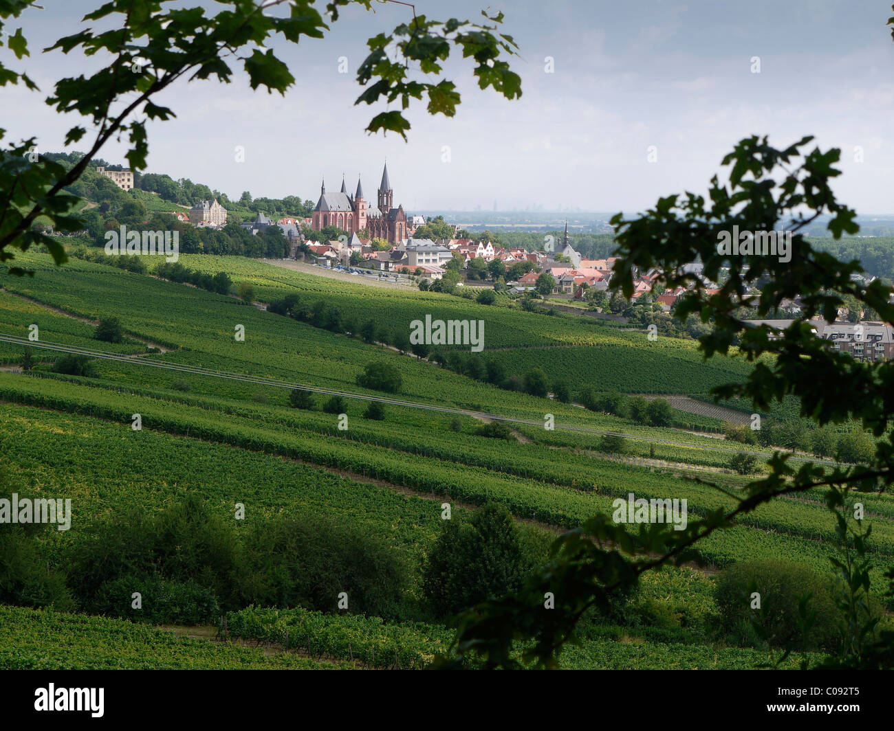Région viticole Oppenheim avec église Katharinenkirche, Oppenheim, Rhine-Hesse région, Rhénanie-Palatinat, Allemagne, Europe Banque D'Images
