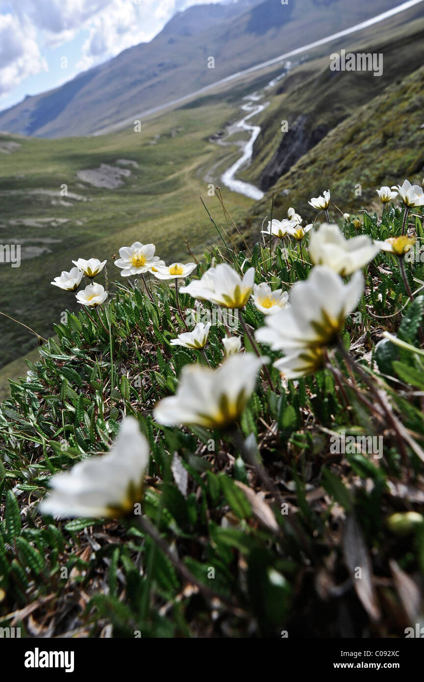 Vue panoramique sur Katak Creek de fleurs sauvages en premier plan, Brooks, RFNA, Alaska arctique, l'été Banque D'Images