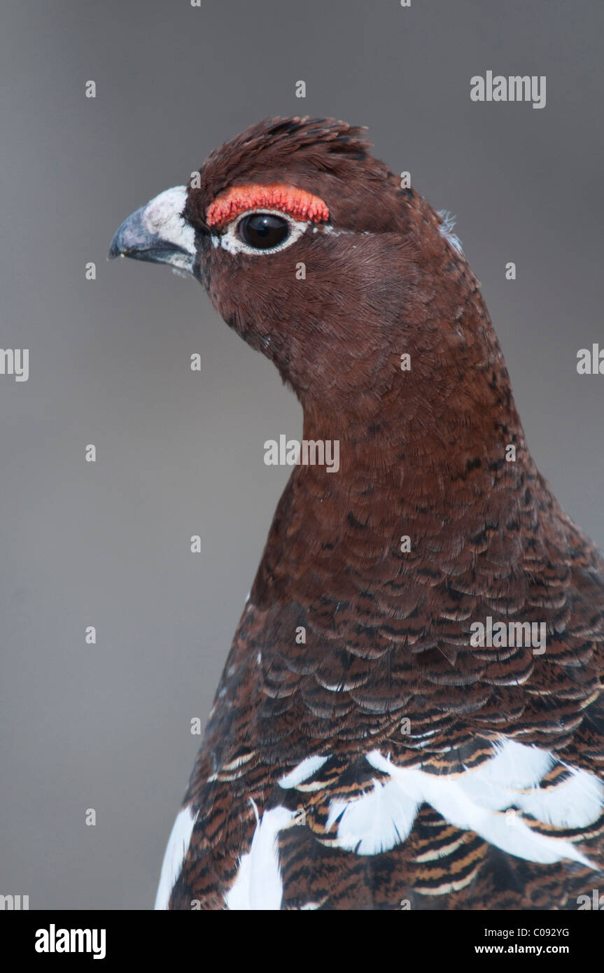 Close up d'un lagopède mâle en plumage nuptial, Denali National Park et préserver, de l'Alaska Banque D'Images