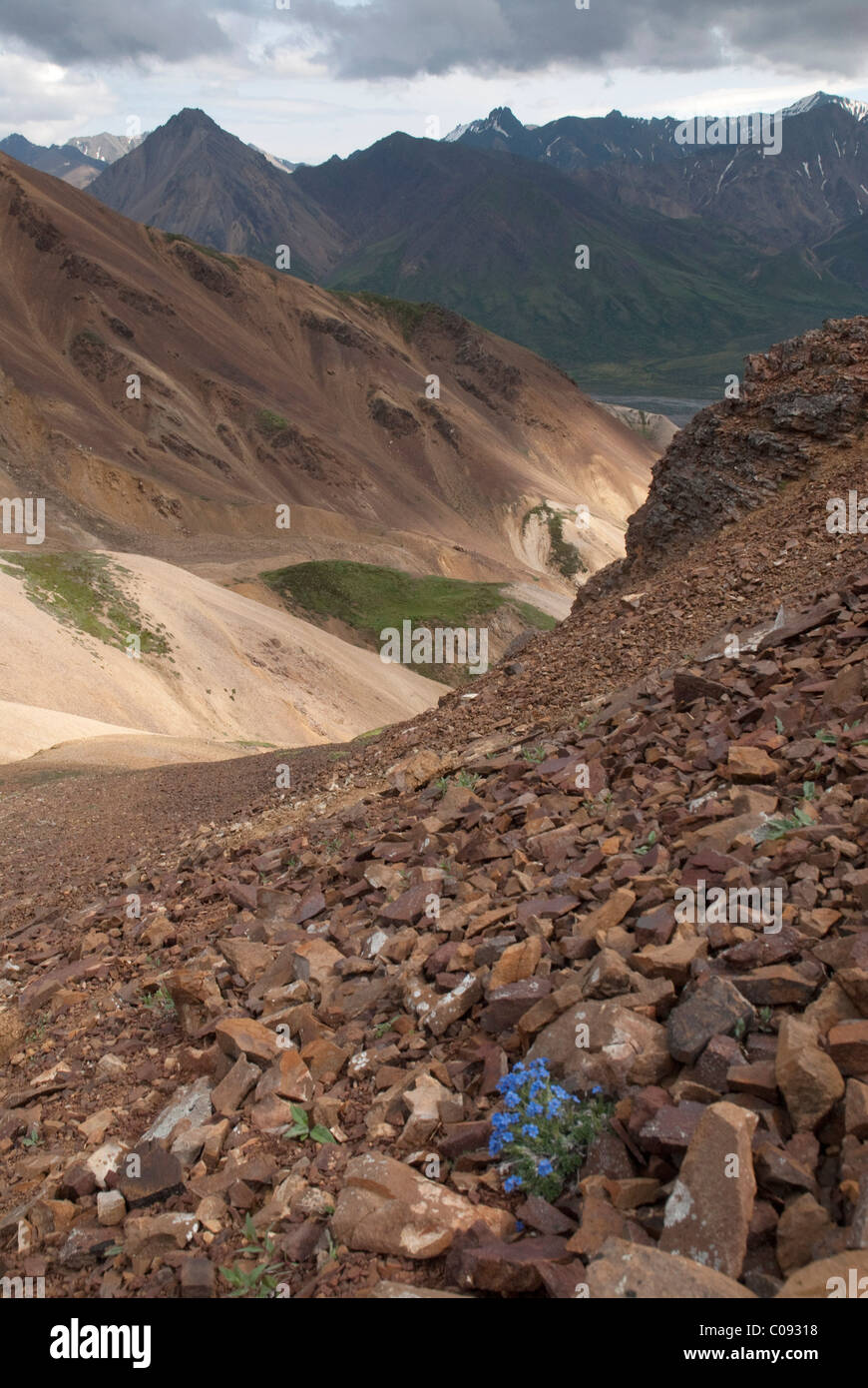 Vue panoramique d'un myosotis alpin fleurit sur une crête de montagne de la cathédrale de gravier dans le parc national Denali, Alaska Banque D'Images