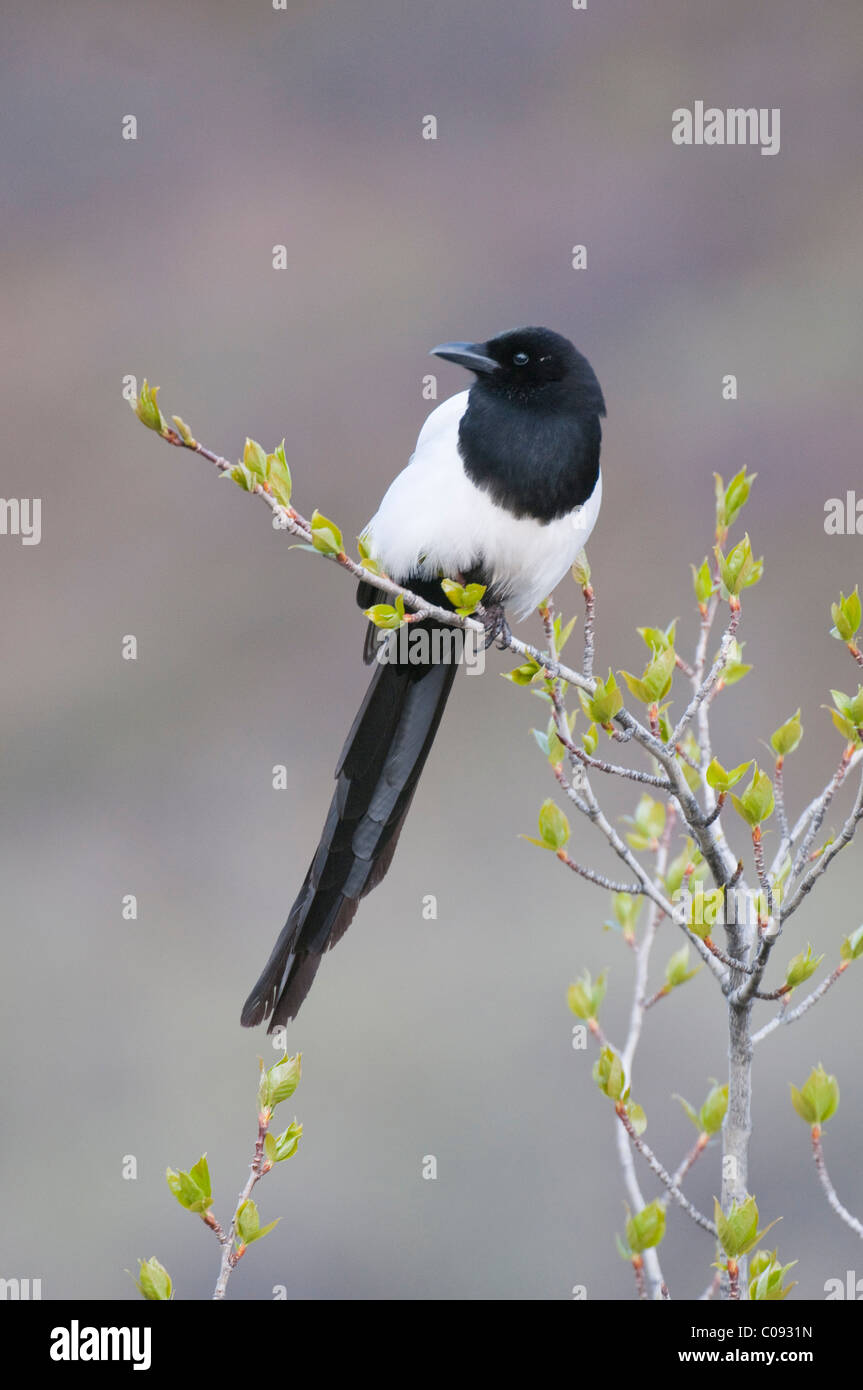 Pie bavarde est perché sur le saule arbrisseau à nouveau la croissance de printemps près de col de sable dans le Parc National Denali et préserver, de l'Alaska Banque D'Images