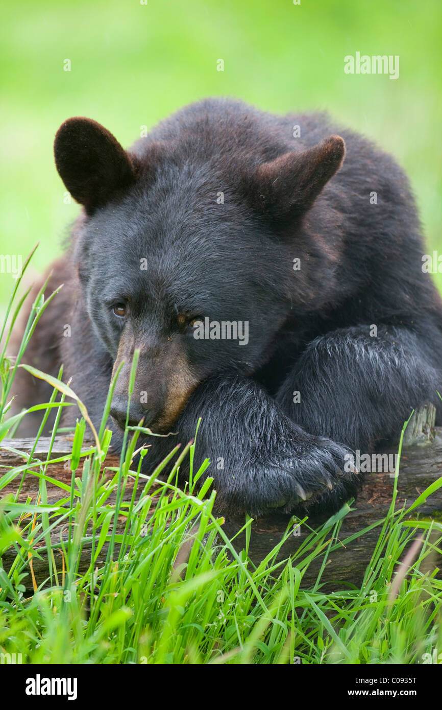 Portrait d'un ours noir reposant sur se connecter à l'herbe verte, Southcentral Alaska Alaska. Prisonnier Banque D'Images