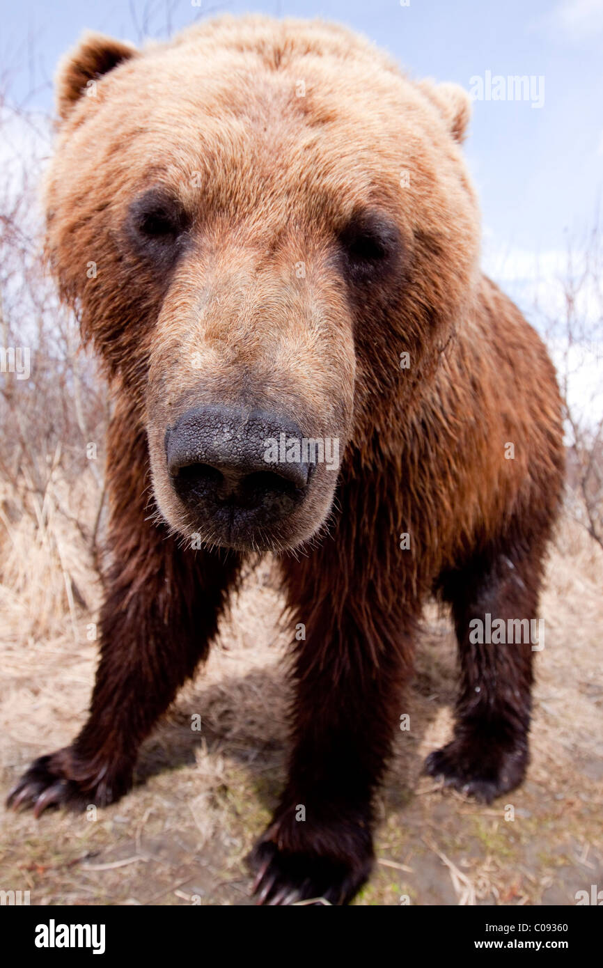 Close up avec un grand angle d'un ours brun à l'Alaska Wildlife Conservation Center, Southcentral Alaska, au printemps. Prisonnier Banque D'Images