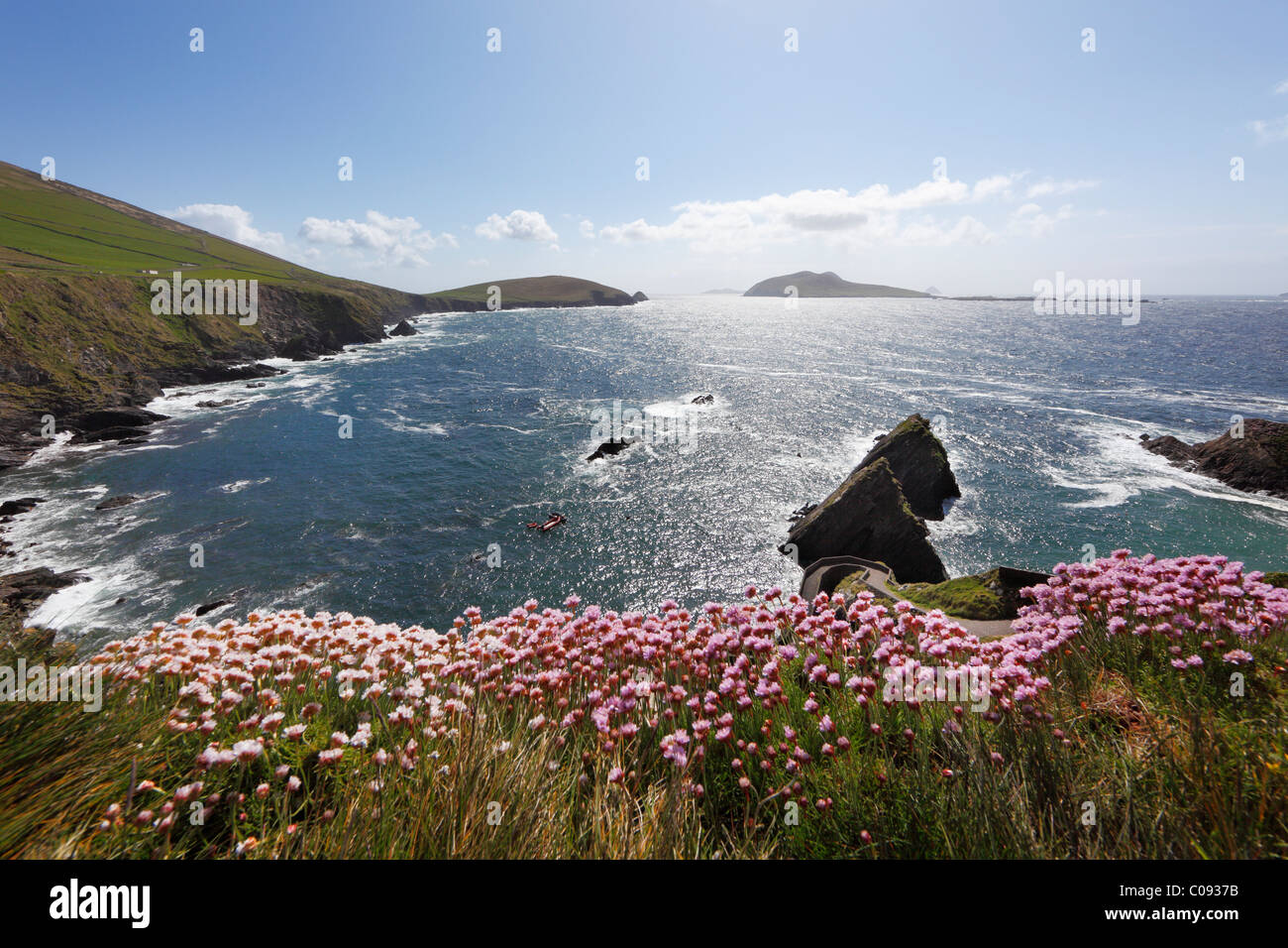 Vue depuis Dunquin, Dunmore Head et îles Blasket, sea thrift fleurs, péninsule de Dingle, Irlande, British Isles, Europe Banque D'Images