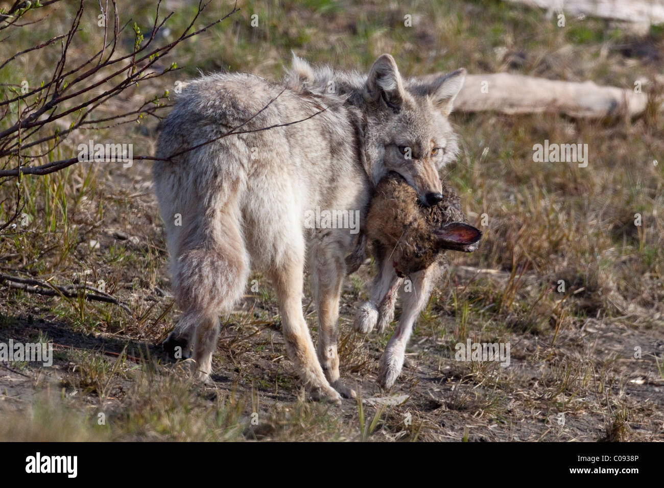 Le Coyote avec un lièvre mort dans sa bouche, Alaska Wildlife Conservation Center, Southcentral Alaska, l'été. Prisonnier Banque D'Images