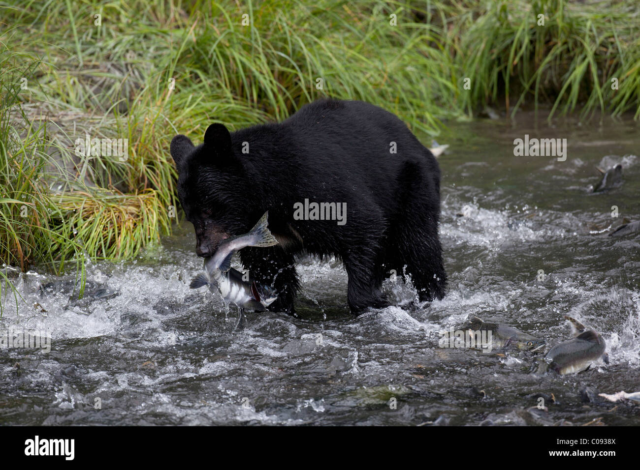 Un adulte l'ours noir s'empare d'un rose saumon à partir d'un flux par Allison à Valdez, camping de la pointe sud de l'Alaska, l'été Banque D'Images