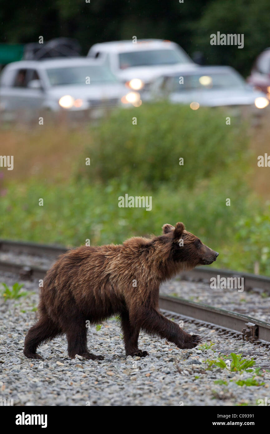Un ours brun traverse les voies de chemin de fer par une autoroute près de Seward rempli de trafic indien au centre sud de l'Alaska, le printemps Banque D'Images
