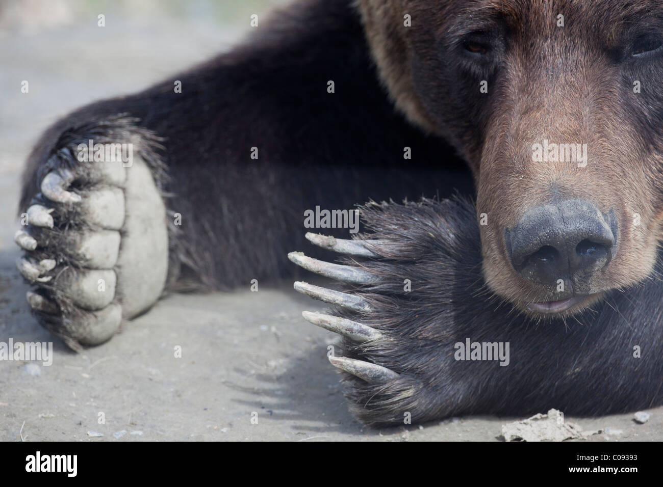 Ours brun adultes pose en terre avec seulement son visage et pattes montrant, près de Portage, en Alaska. Prisonnier Banque D'Images