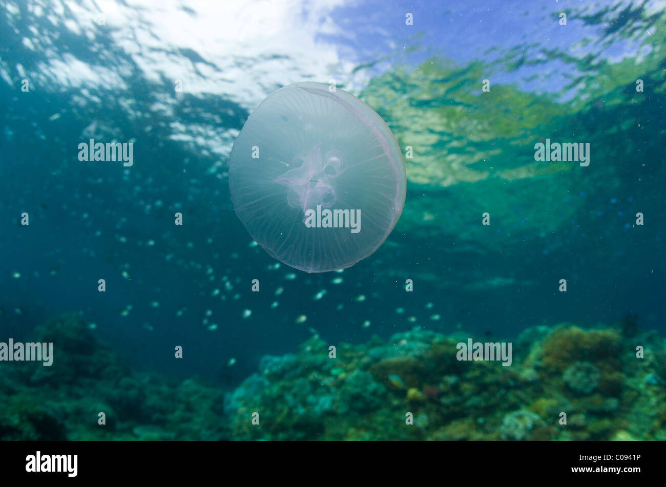 Moon jelly, lune, Méduse Méduse commune, Saucer jelly (Aurelia aurita), Philippines Banque D'Images