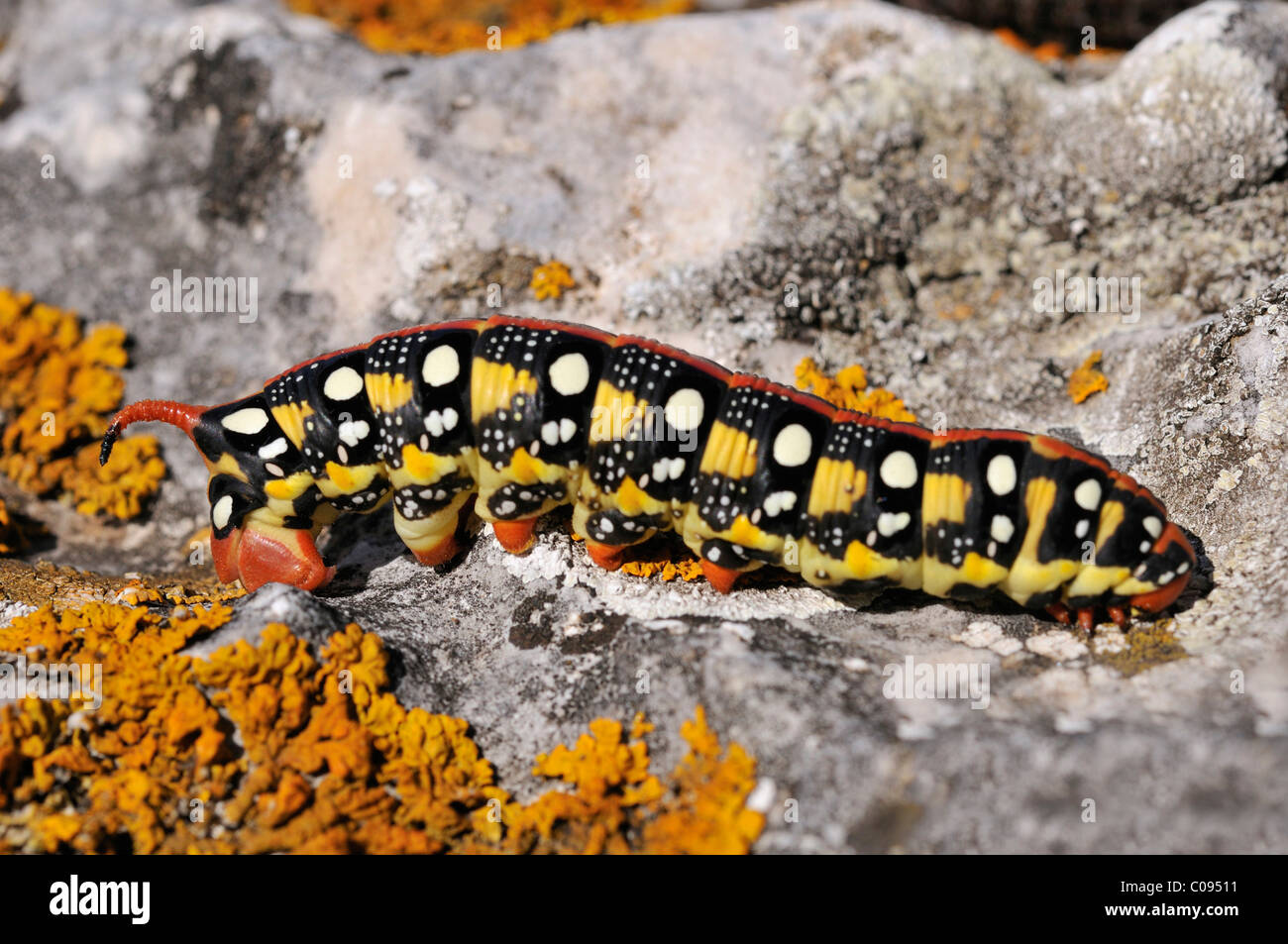 Spurge Hawk-moth (Hyles euphorbiae), Caterpillar Banque D'Images