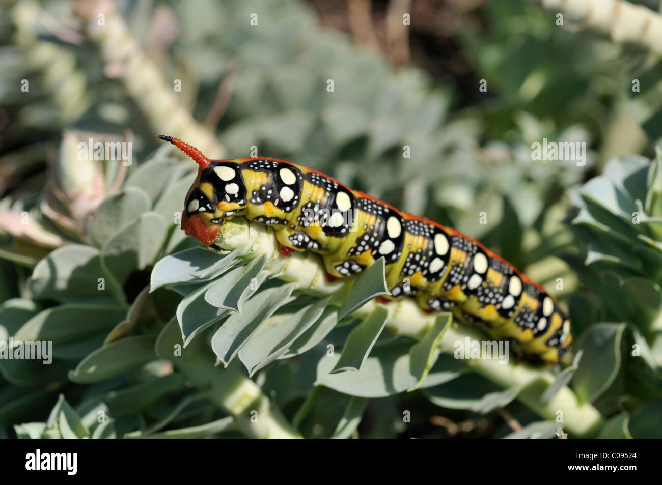 Spurge Hawk-moth caterpillar (Hyles euphorbiae) sur Myrtle Spurge Euphorbe rampante, ou queue d'Âne (Euphorbia myrsinites) Banque D'Images