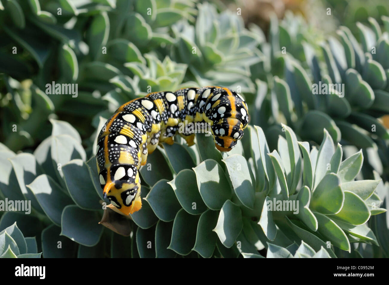 Spurge Hawk-moth caterpillar (Hyles euphorbiae) sur Myrtle Spurge Euphorbe rampante, ou queue d'Âne (Euphorbia myrsinites) Banque D'Images