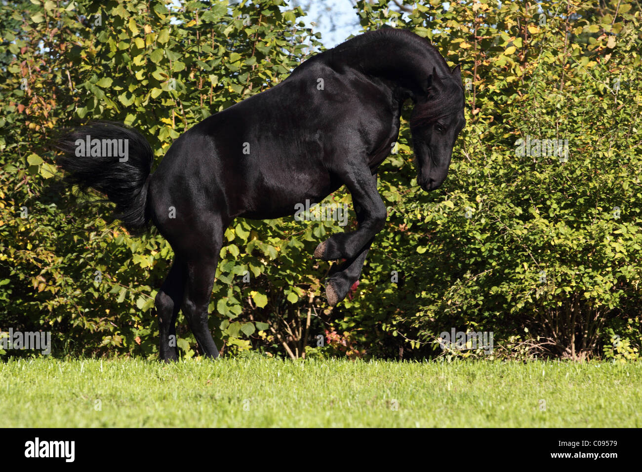 Le galop cheval Frison Banque D'Images