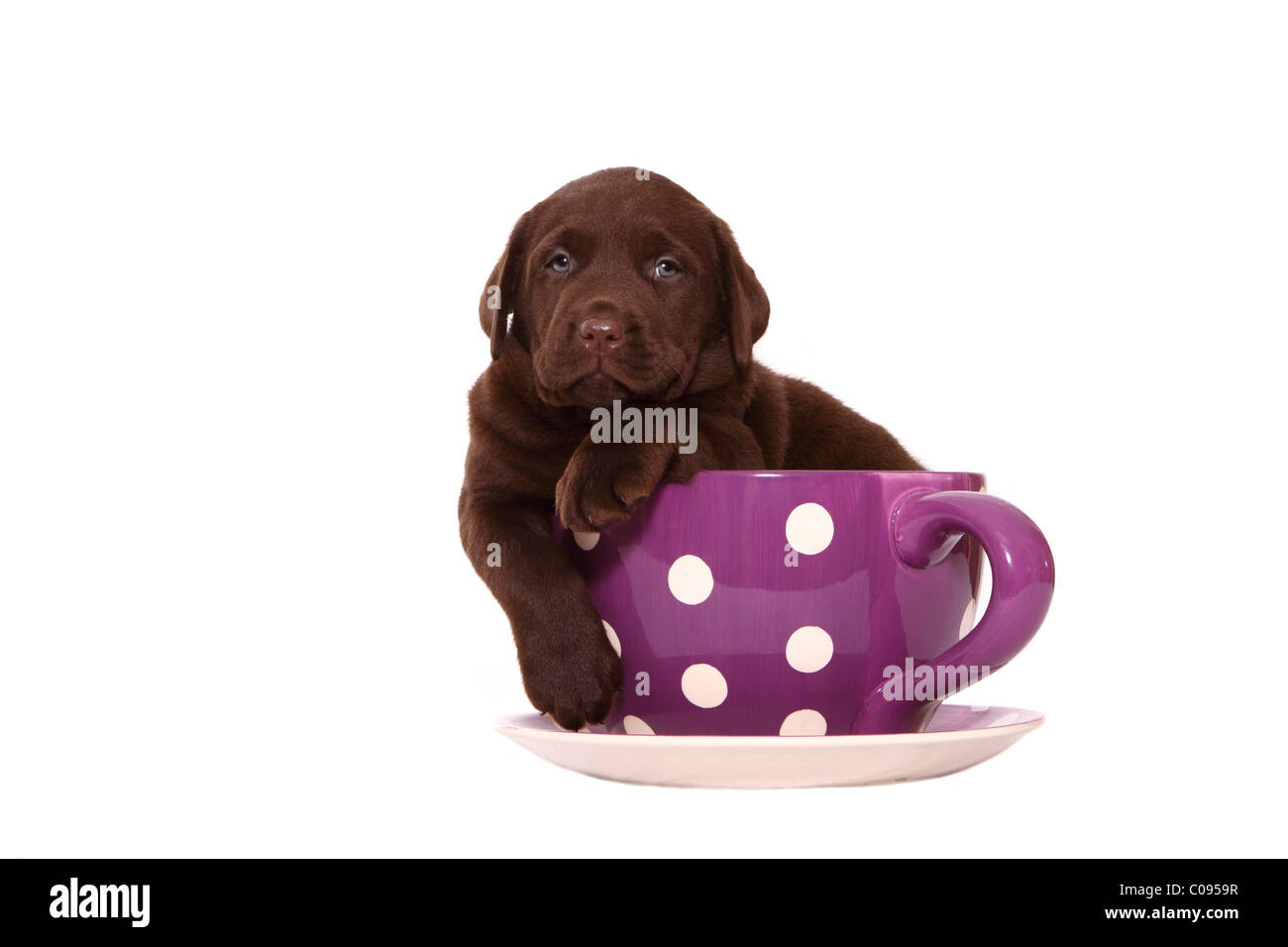 Labrador Retriever chiot Banque D'Images